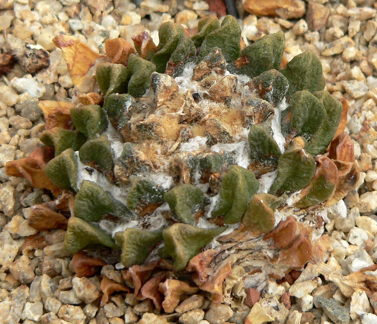 Cactus: Photo of Ariocarpus scaphirostris at the University of California Botanical Garden