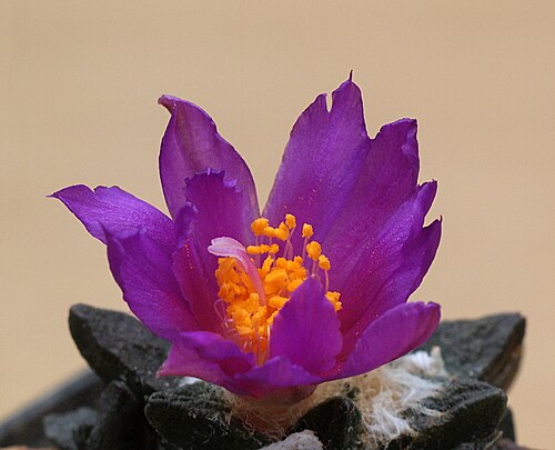 Cactus: Ariocarpus scapharostrus