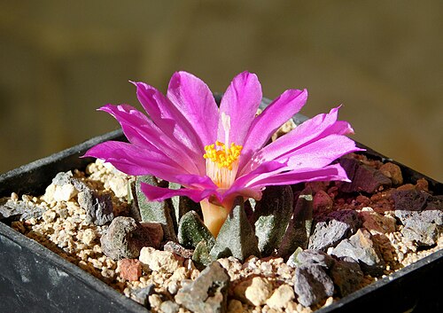 Cactus: Blooming for the first time