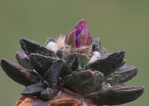 Cactus: Ariocarpus scapharostrus