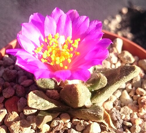 Cactus: Blüte an Ariocarpus scaphirostris , Kulturpflanze
