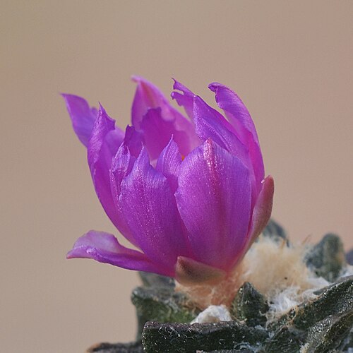 Cactus: Ariocarpus scapharostrus