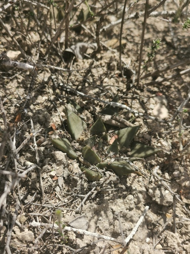 Ariocarpus trigonus (Ariocarpus trigonus)