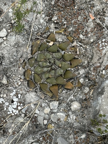 Ariocarpus trigonus (Ariocarpus trigonus)