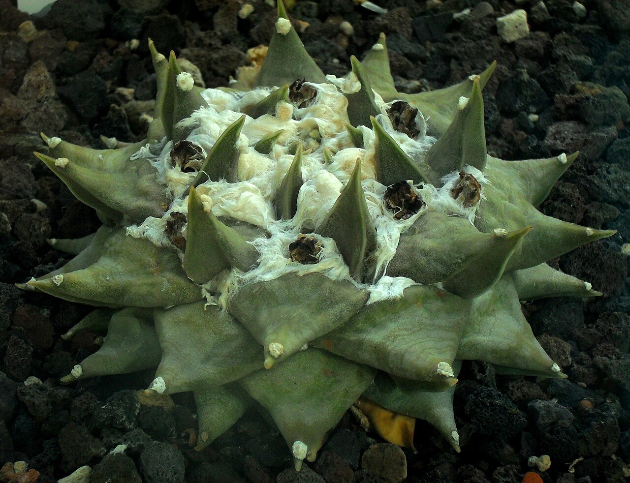 Ariocarpus trigonus: Ariocarpus trigonus - Botanischer Garten Leipzig