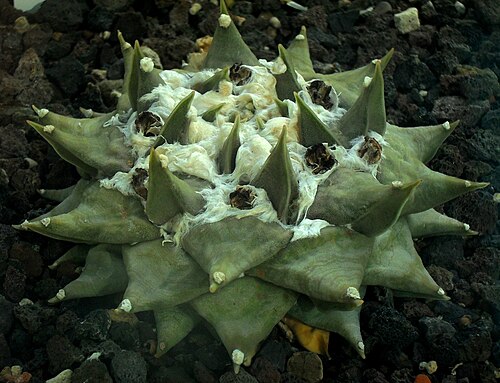 Ariocarpus trigonus: Ariocarpus trigonus - Botanischer Garten Leipzig