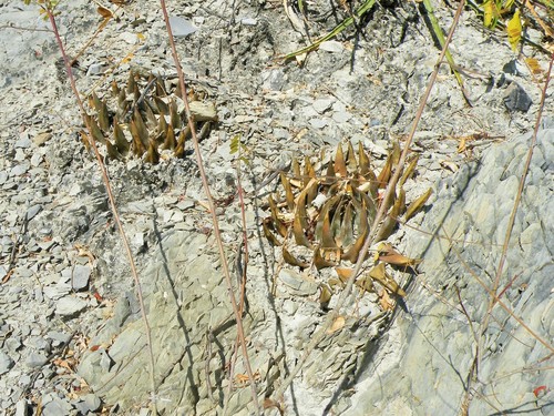 Ariocarpus trigonus (Ariocarpus trigonus)