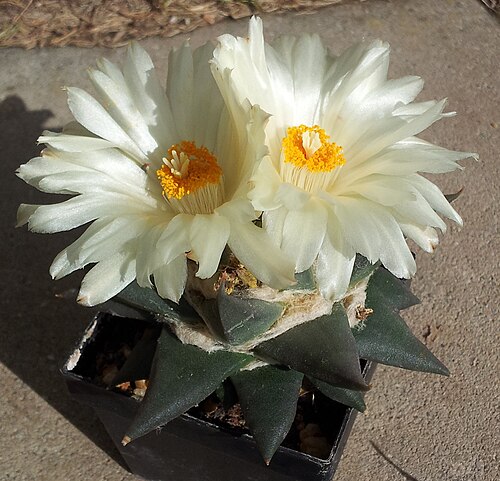 Ariocarpus trigonus: Ariocarpus trigonus in Blüte
