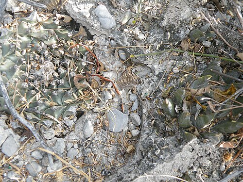 Ariocarpus trigonus: San Jose De Salamanca, Tamaulipas