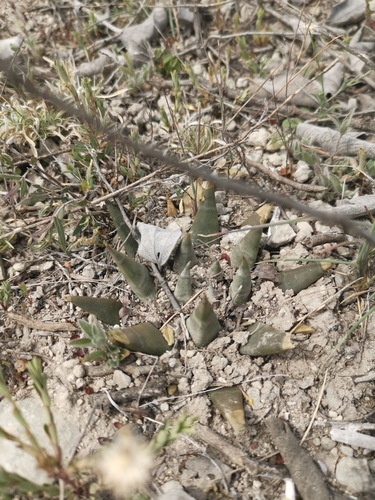 Ariocarpus trigonus (Ariocarpus trigonus)