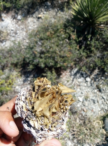 Ariocarpus trigonus (Ariocarpus trigonus)