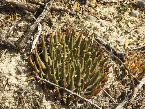 Ariocarpus trigonus (Ariocarpus trigonus)
