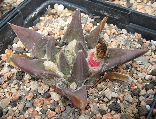 Ariocarpus trigonus: Ariocarpus trigonus mit Frucht