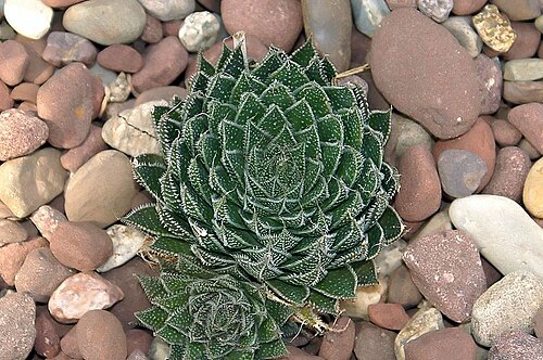 Guinea-fowl aloe: Location taken: Rawlings Conservatory & Botanic Gardens, Baltimore MD USA. Names: Aloe aristata Haw., Akuotuotasis alavijas, Aloes ościsty, Borstaloe, Guinea Fo