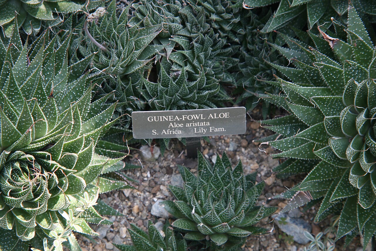 Guinea-fowl aloe: Location taken: Longwood Gardens, Kennett Square, Pennsylvania.. Names: Aloe aristata Haw., Akuotuotasis alavijas, Aloes ościsty, Borstaloe, Guinea Fowl Aloe, T