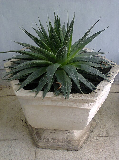 Guinea-fowl aloe: One of my collection. From Indonesia.