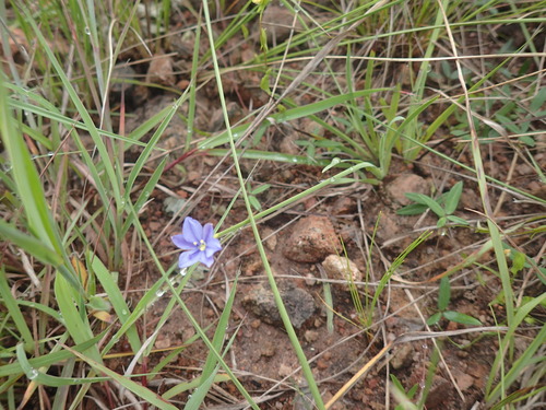 Blue-eyed grass (Aristea abyssinica)