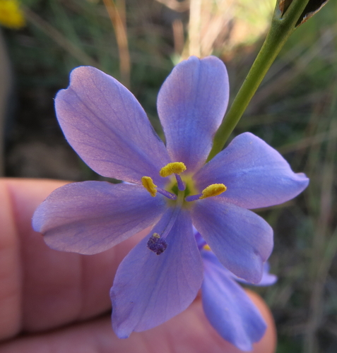 Blue-eyed grass (Aristea abyssinica)