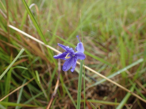 Blue-eyed grass (Aristea abyssinica)