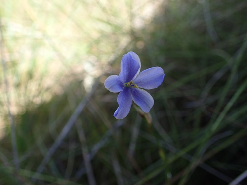 Blue-eyed grass (Aristea abyssinica)