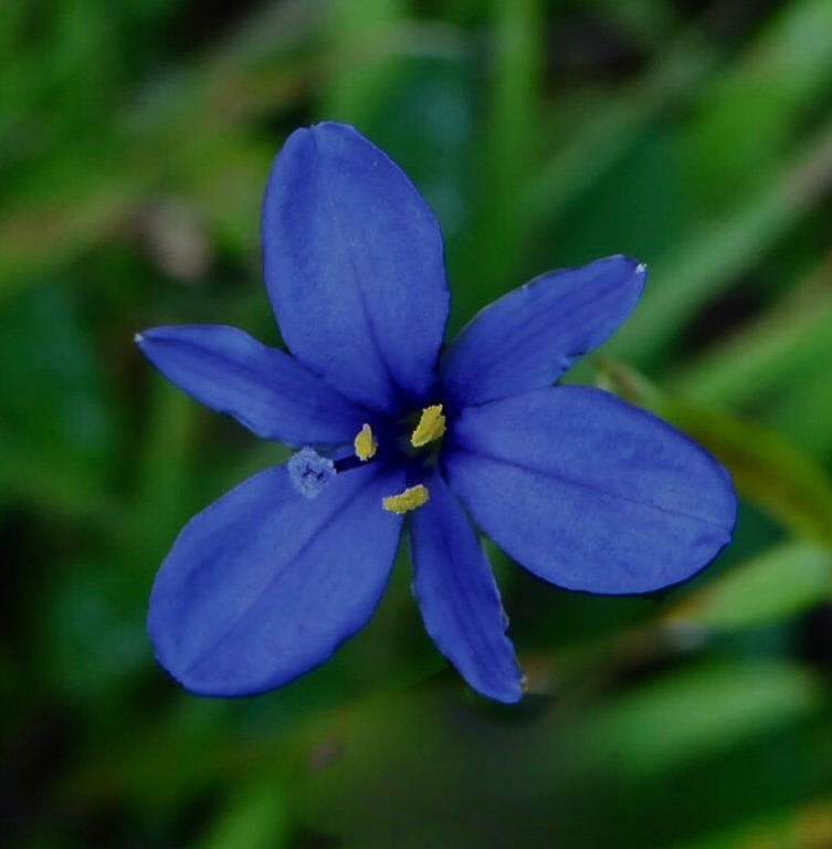 Blue-eyed grass: Aristea abyssinica Pax From Munnar