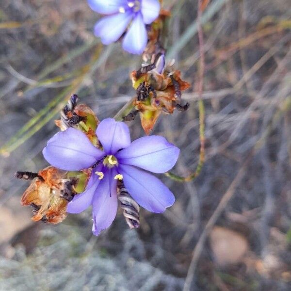Blue-eyed grass (Aristea abyssinica)