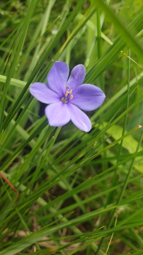Blue-eyed grass (Aristea abyssinica)