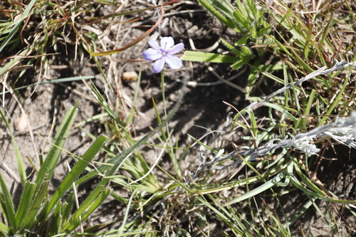 Blue-eyed grass (Aristea abyssinica)
