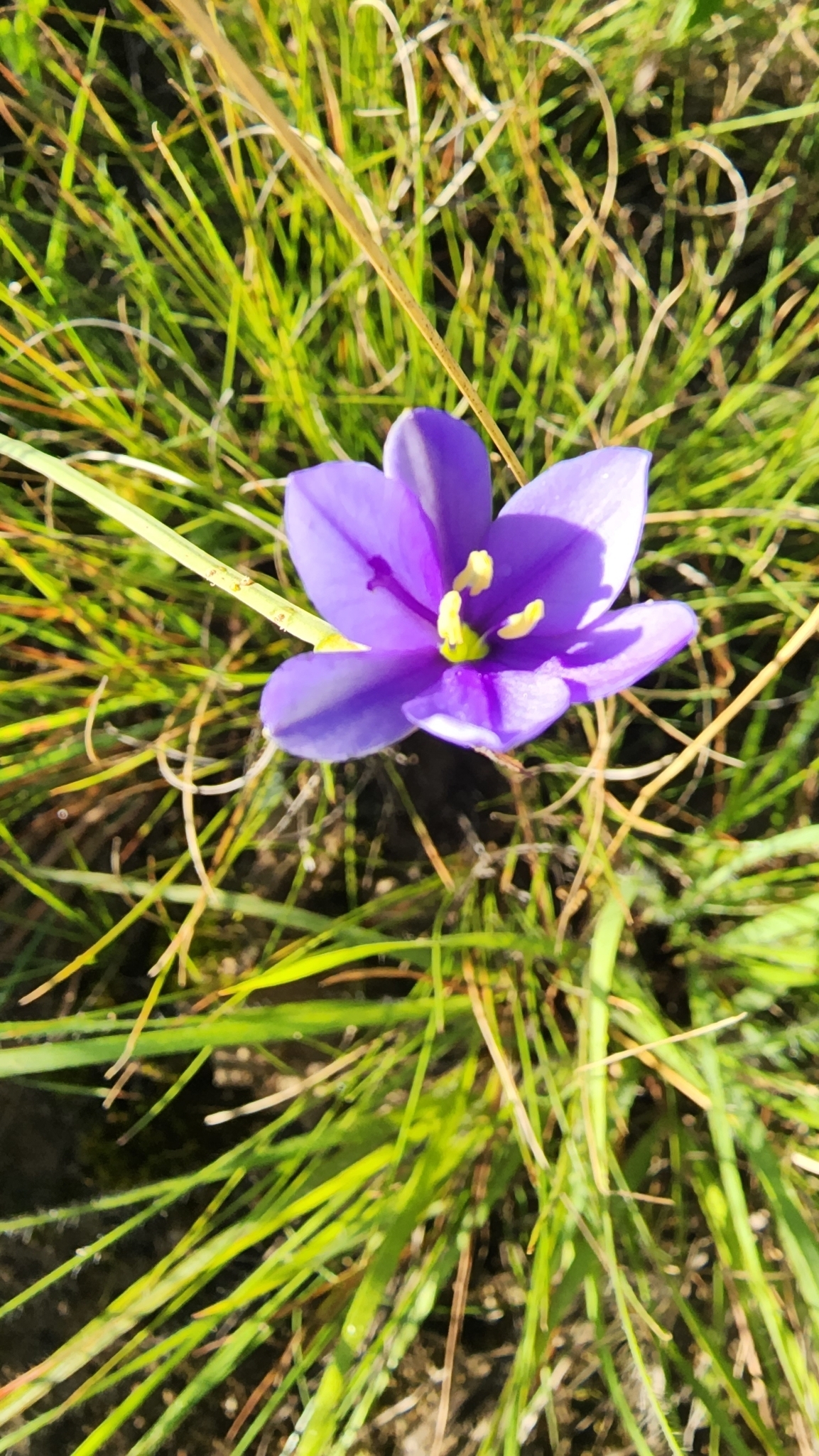 Blue-eyed grass: Blue-Eyed Grass ( Aristea abyssinica ) in South Africa