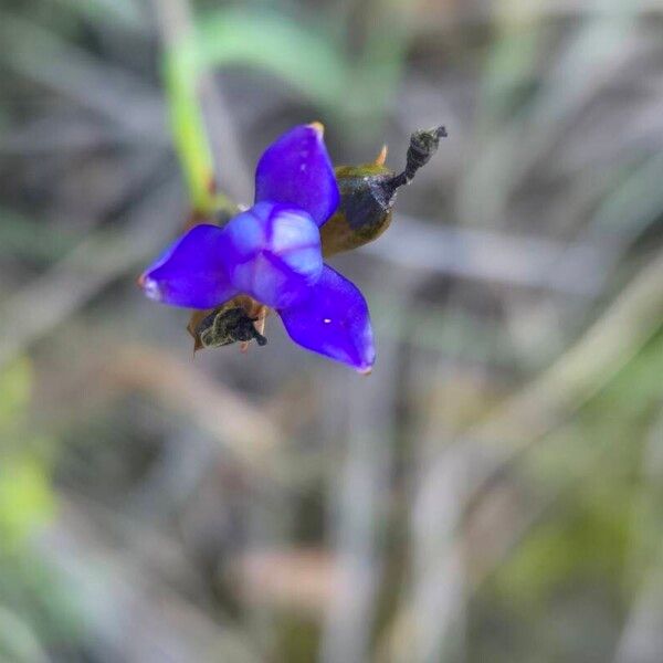 Blue-eyed grass (Aristea abyssinica)