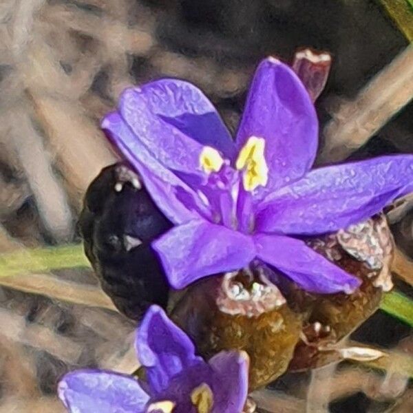 Blue-eyed grass (Aristea abyssinica)