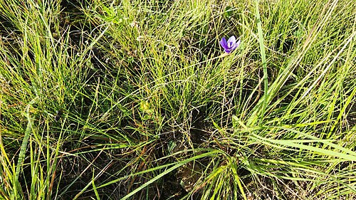 Blue-eyed grass: Blue-Eyed Grass ( Aristea abyssinica ) in South Africa