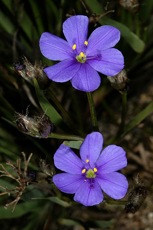 Aristea africana: Aristea africana , flowers; Old Sir Lowry's Pass, Hottentots Holland Reserve, Western Cape, South Africa