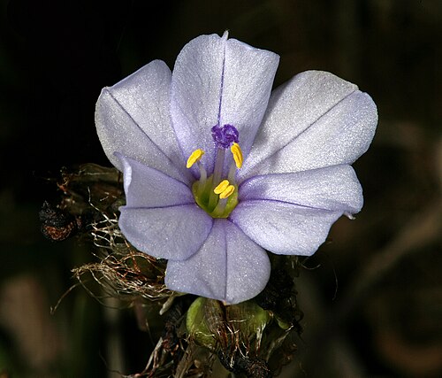 Aristea africana: Aristea africana (white to pale blue form), flower; Cape Point Nature Reserve, Cape Town, Western Cape, South Africa