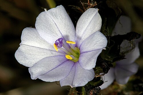 Aristea africana: Aristea africana (white to pale blue form), flower; Cape Point Nature Reserve, Cape Town, Western Cape, South Africa