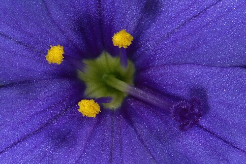Aristea africana: Aristea africana , detail of flower centre; Old Sir Lowry's Pass, Hottentots Holland Reserve, Western Cape, South Africa