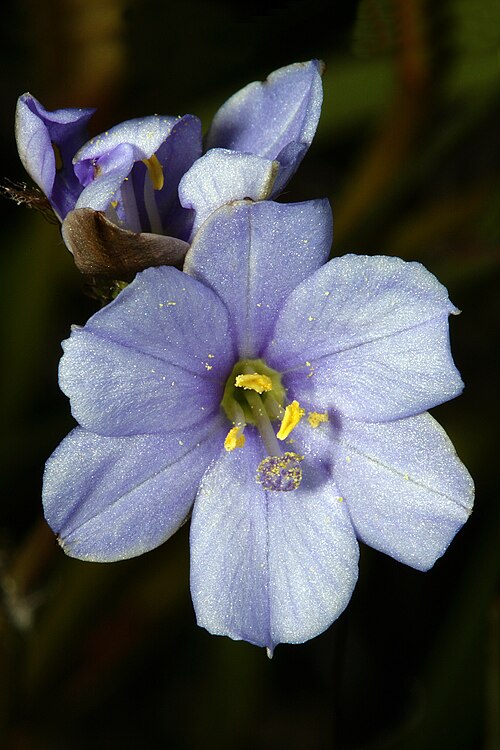 Aristea africana: Aristea africana (white to pale blue form), flowers; Cape Point Nature Reserve, Cape Town, Western Cape, South Africa
