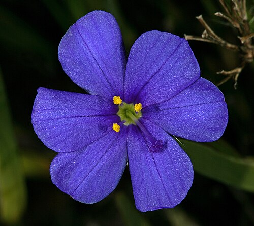 Aristea africana: Aristea africana , flower; Old Sir Lowry's Pass, Hottentots Holland Reserve, Western Cape, South Africa