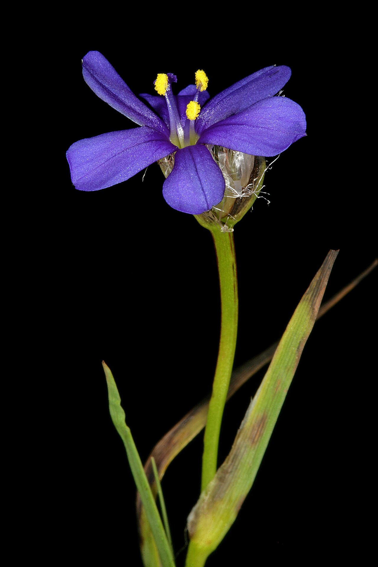 Aristea africana: Aristea africana , flower; Baine's Kloof Pass, Limietberg Reserve between Ceres and Wellington, Western Cape, South Africa
