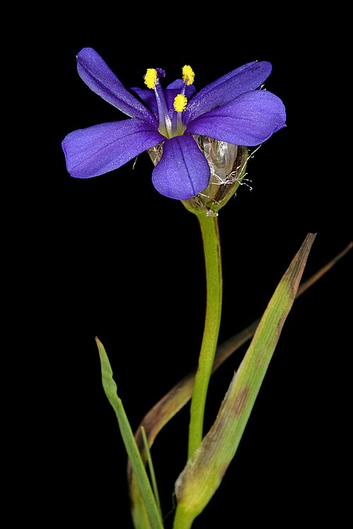 Aristea africana: Aristea africana , flower; Baine's Kloof Pass, Limietberg Reserve between Ceres and Wellington, Western Cape, South Africa
