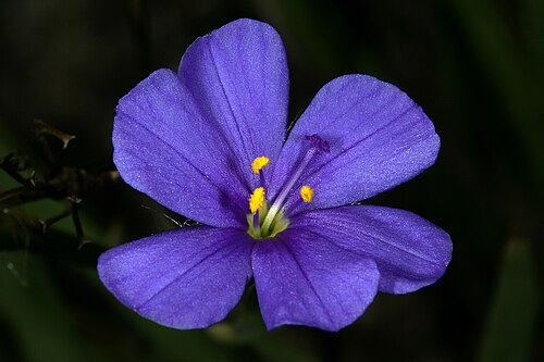 Aristea africana: Aristea africana , flower; Old Sir Lowry's Pass, Hottentots Holland Reserve, Western Cape, South Africa