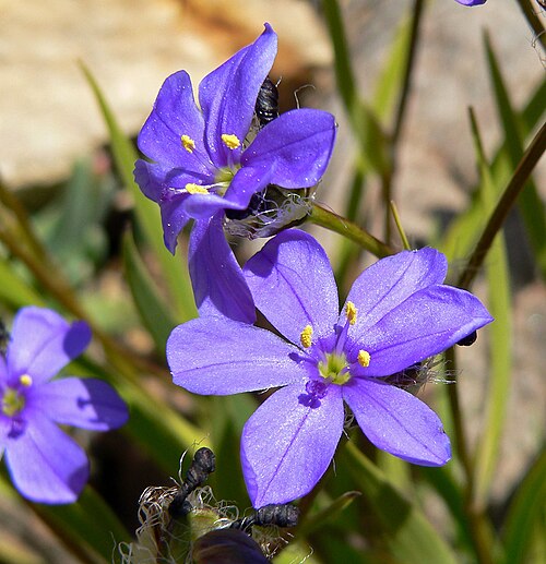 Aristea africana: Aristea africana at the University of California Botanical Garden , Berkeley, California