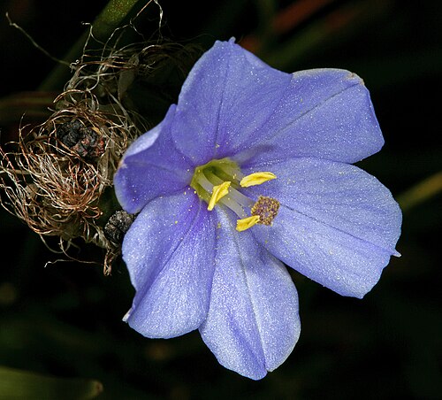 Aristea africana: Aristea africana (white to pale blue form), flower; Cape Point Nature Reserve, Cape Town, Western Cape, South Africa