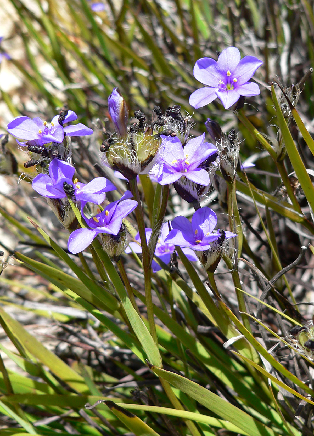 Aristea africana: Aristea africana at the University of California Botanical Garden , Berkeley, California