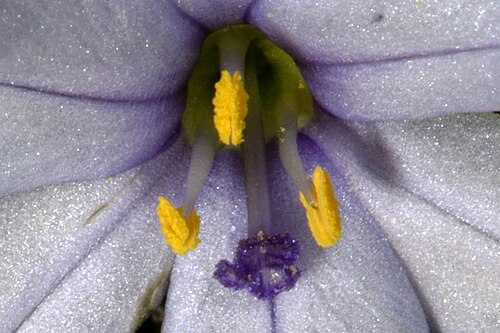 Aristea africana: Aristea africana (white to pale blue form), detail of flower centre; Cape Point Nature Reserve, Cape Town, Western Cape, South Africa