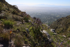 Aristea bakeri (Aristea bakeri)