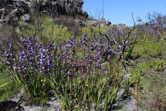 Aristea bakeri (Aristea bakeri)