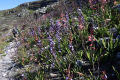 Aristea bakeri (Aristea bakeri)