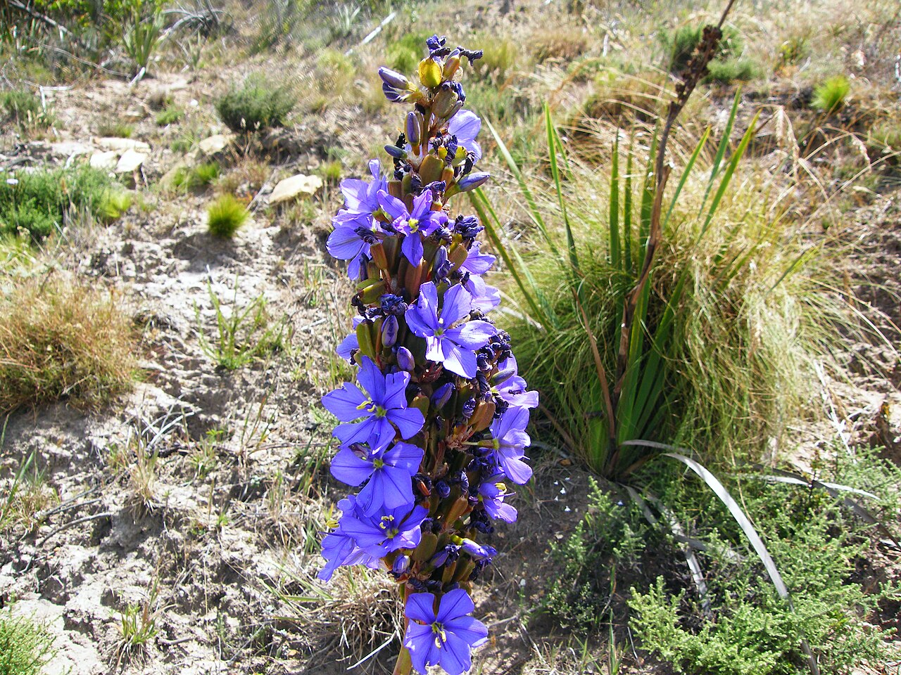 Aristea bakeri: Aristea