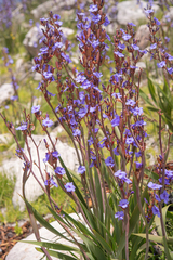 Aristea bakeri (Aristea bakeri)